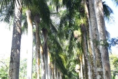 Palm Trees