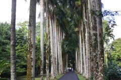 DSC5251