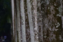 DSC5255