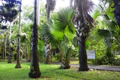 DSC5295