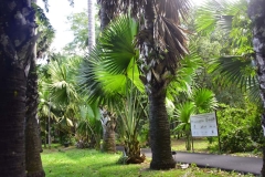 DSC5296